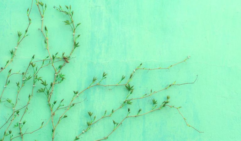 Green Friday en Suisse romande : achats responsables et soutien aux indépendants locaux