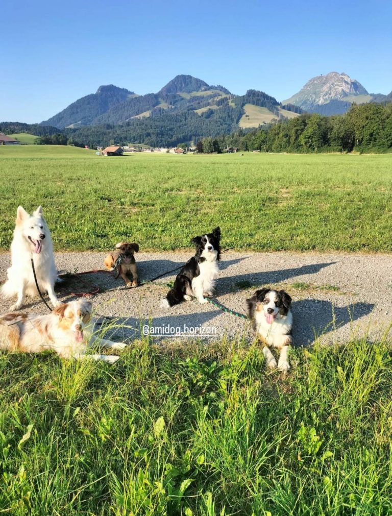 Galerie photo de Amidog Horizon (#3)