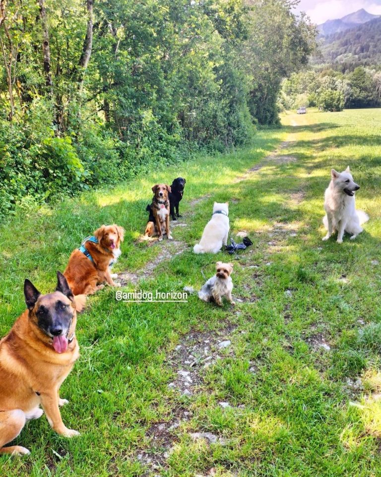 Galerie photo de Amidog Horizon (#2)