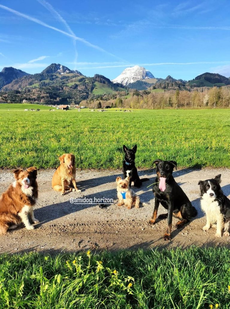 Galerie photo de Amidog Horizon (#1)