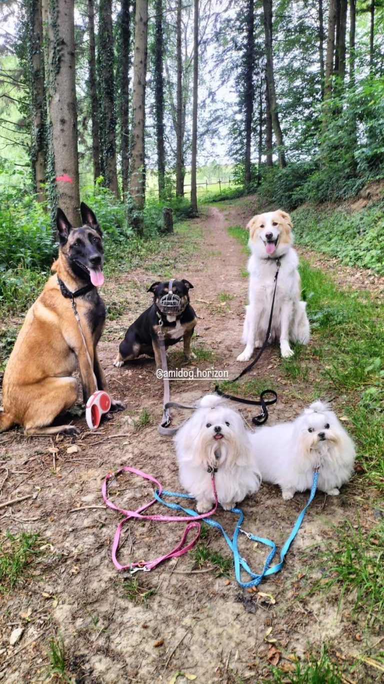 Galerie photo de Amidog Horizon (#0)