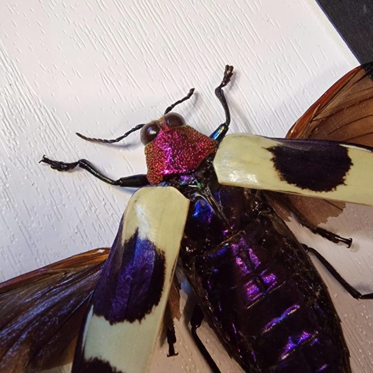 Galerie photo de Wacky Bugs (#3)